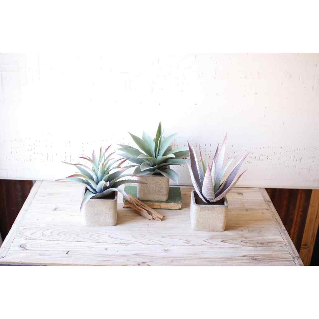 Set Of Three Large Artificial Succulents In Square Pots Multi