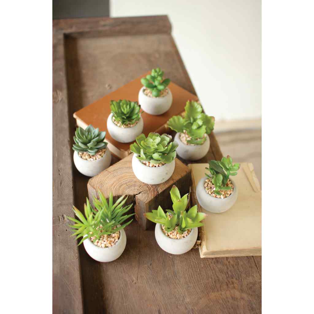 Set Of Eight Small Succulents With Round Cement Pot Multi