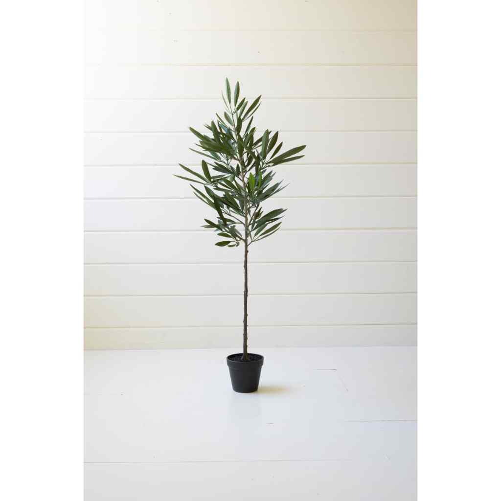 Eucalyptus Tree In A Black Pot Green