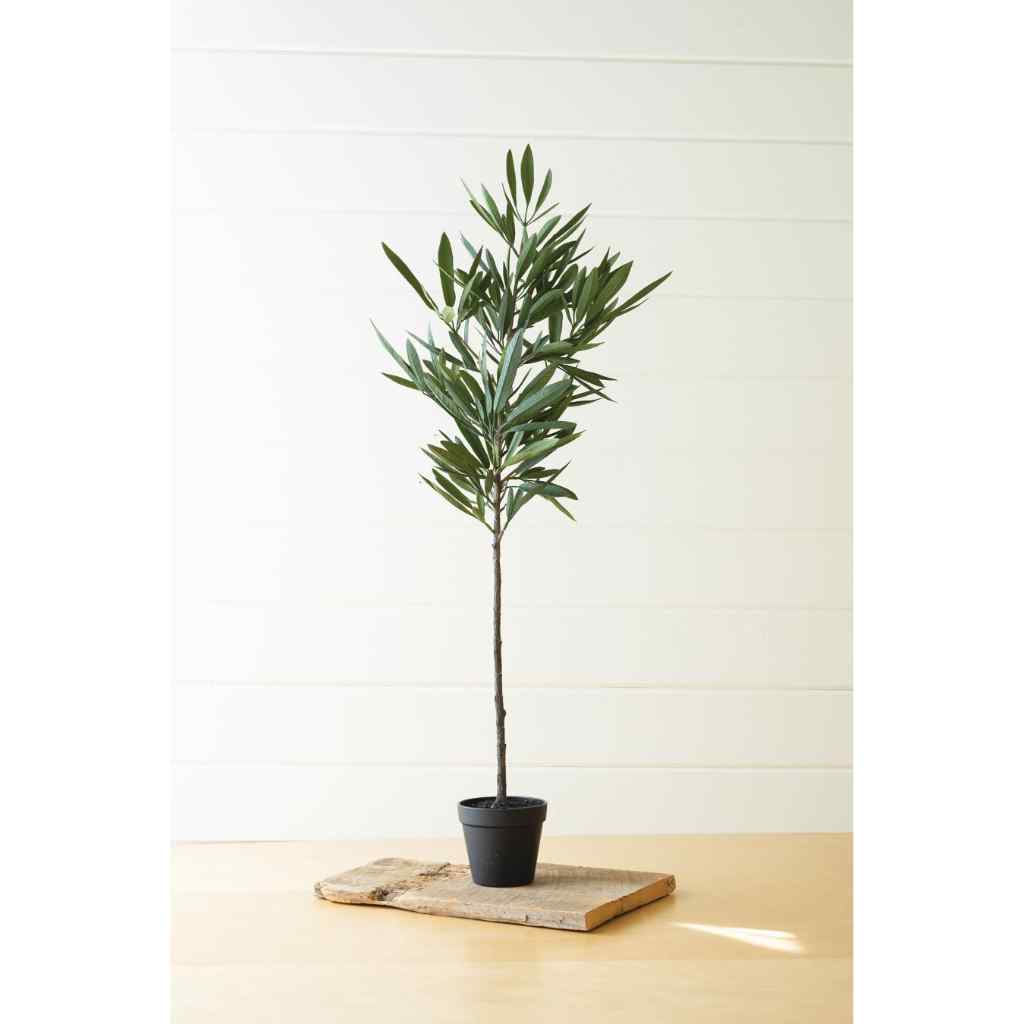 Eucalyptus Tree In A Black Pot Green