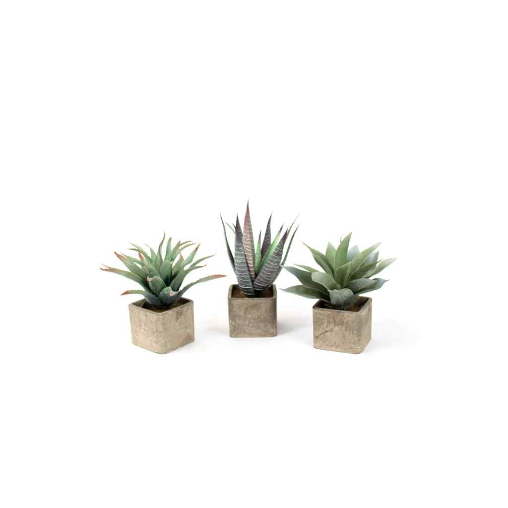 Set Of Three Large Artificial Succulents In Square Pots Multi