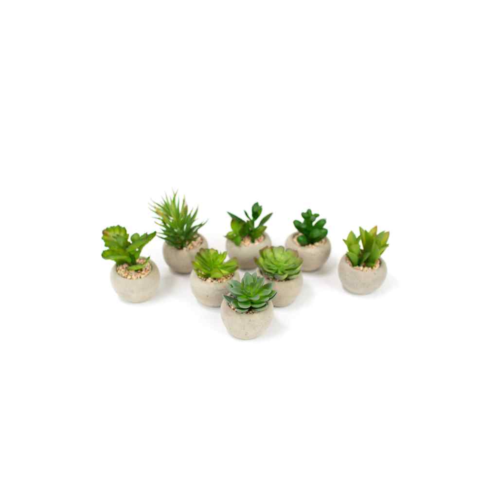 Set Of Eight Small Succulents With Round Cement Pot Multi