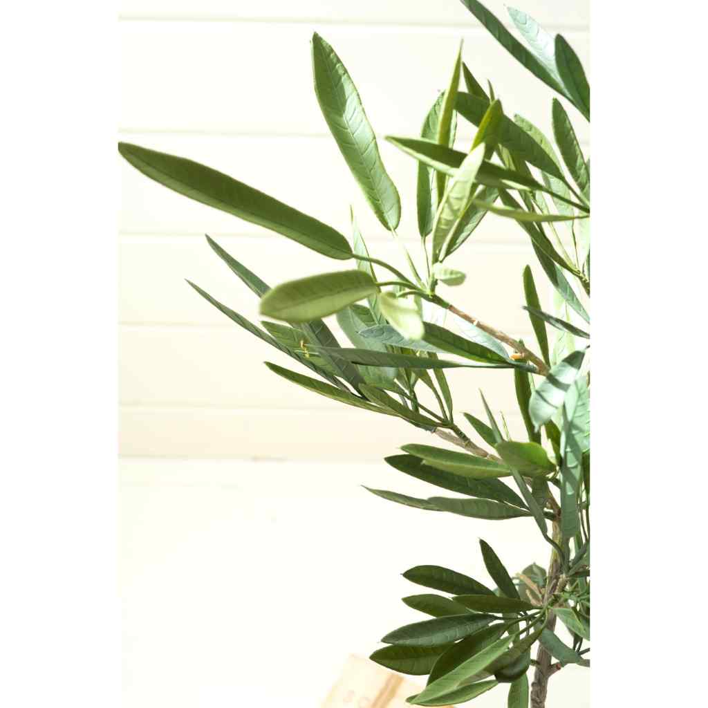 Eucalyptus Tree In A Black Pot Green