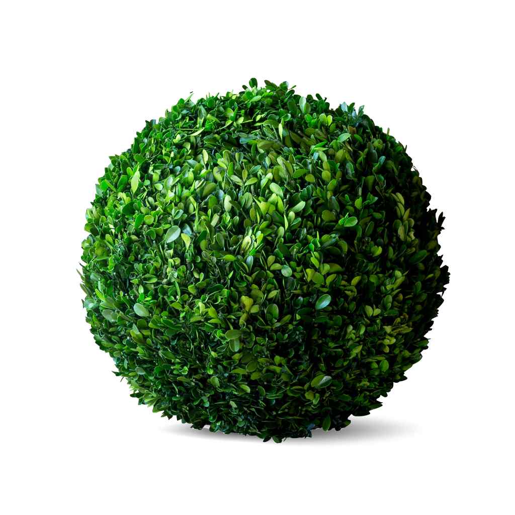 Preserved Boxwood Ball, 16" White
