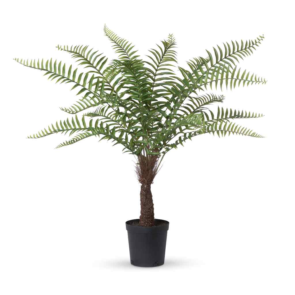 Giant Tree Fern in Growers Pot, 44 in. Green