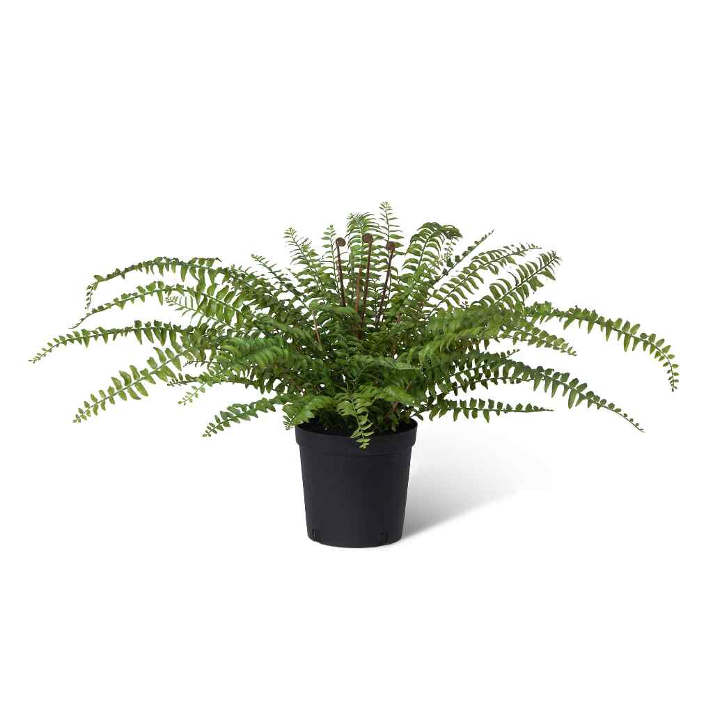 Fern In Growers Pot Green