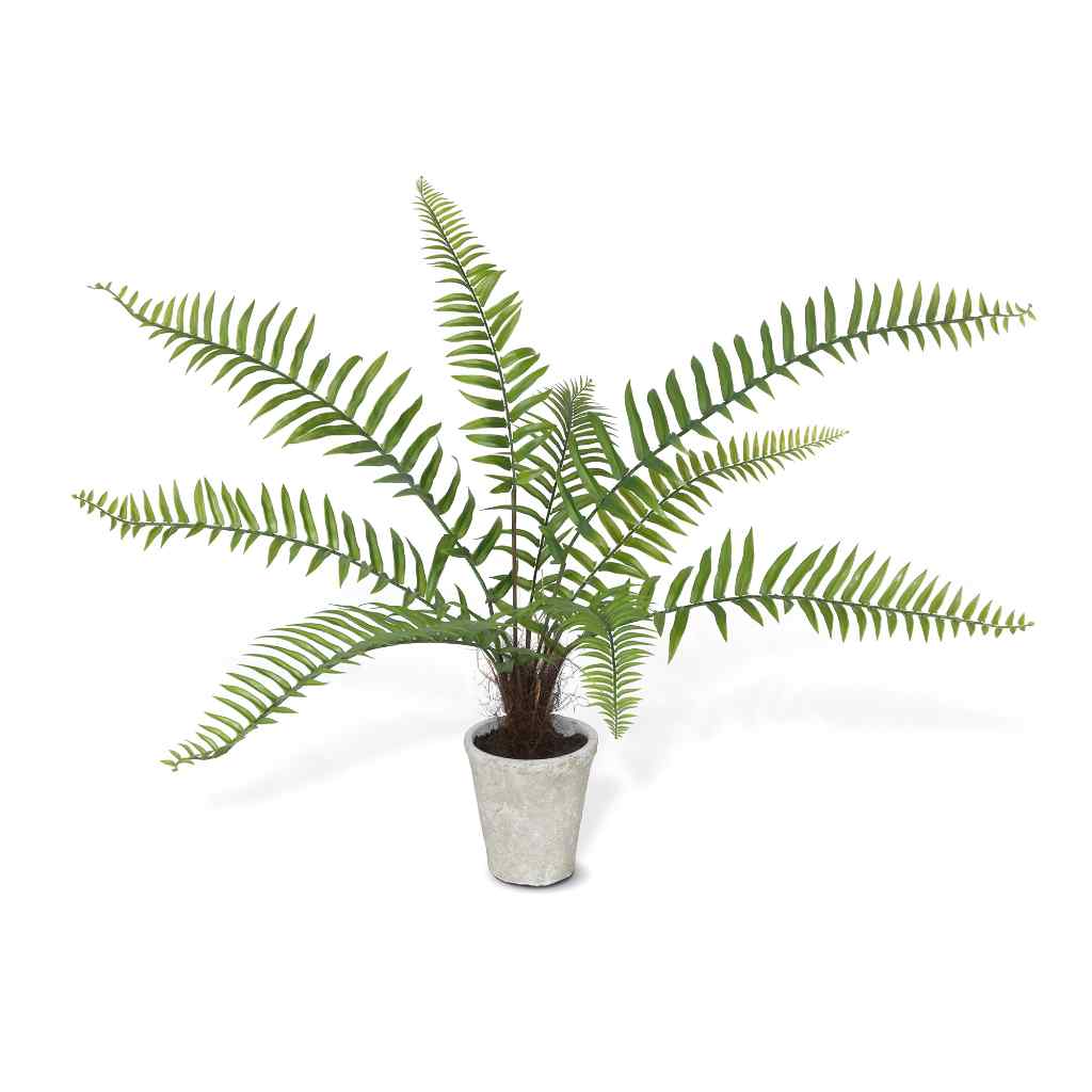 Flat Fern, Potted Green