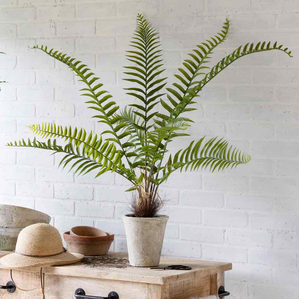 Flat Fern, Potted Green