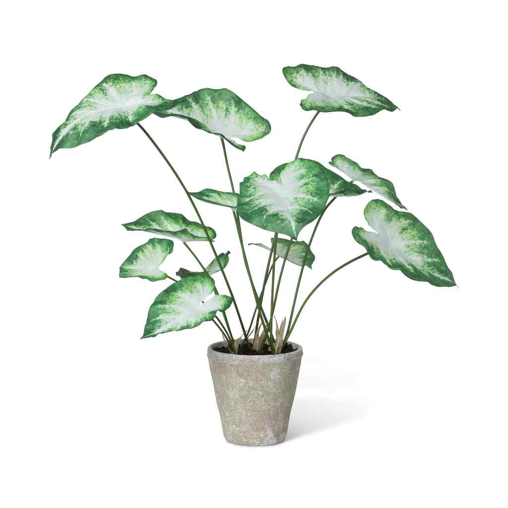 Caladium, Potted, Green White White