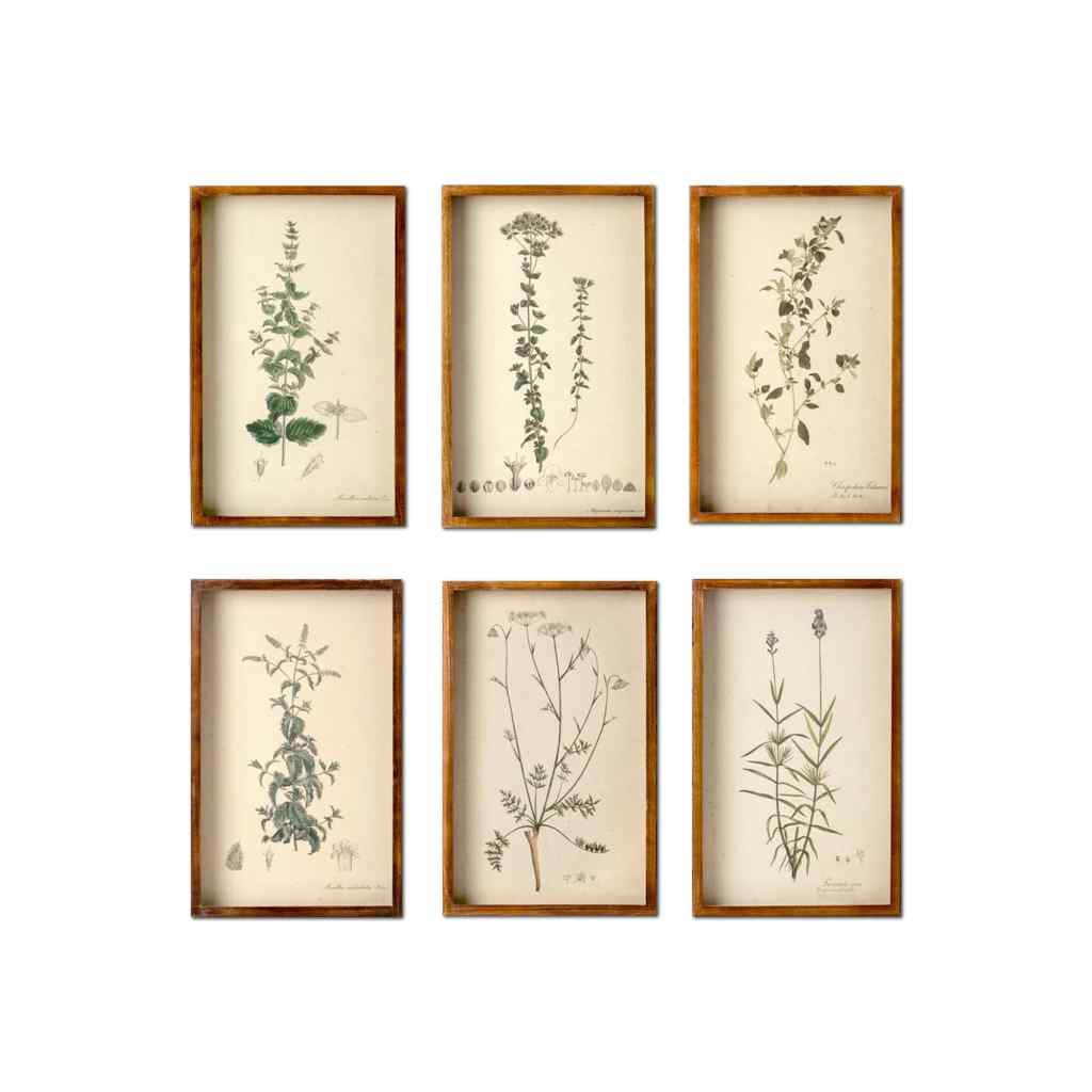 Collected Botanical Framed Prints, Set of 6 Brown