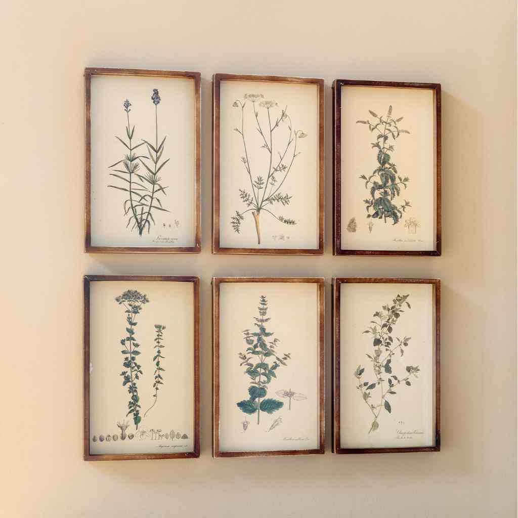 Collected Botanical Framed Prints, Set of 6 Brown