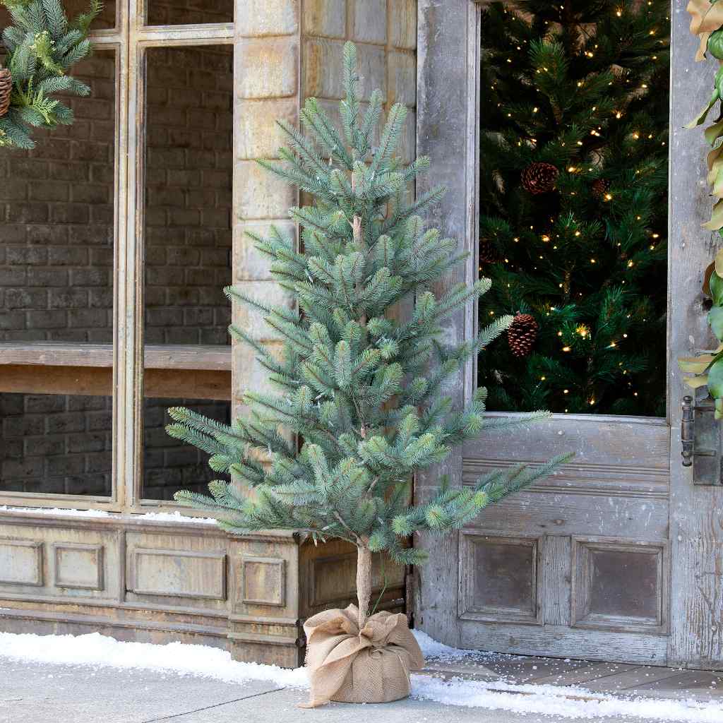 60" Burlap Wrapped Blue Spruce Seedling with LED Battery Lights Green