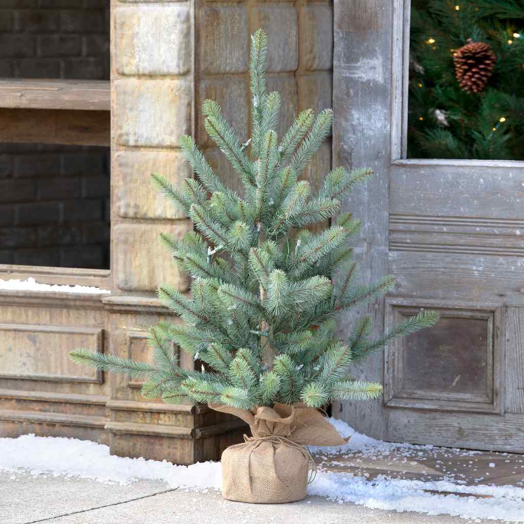 36" Burlap Wrapped Blue Spruce Seedling with LED Battery Lights Green