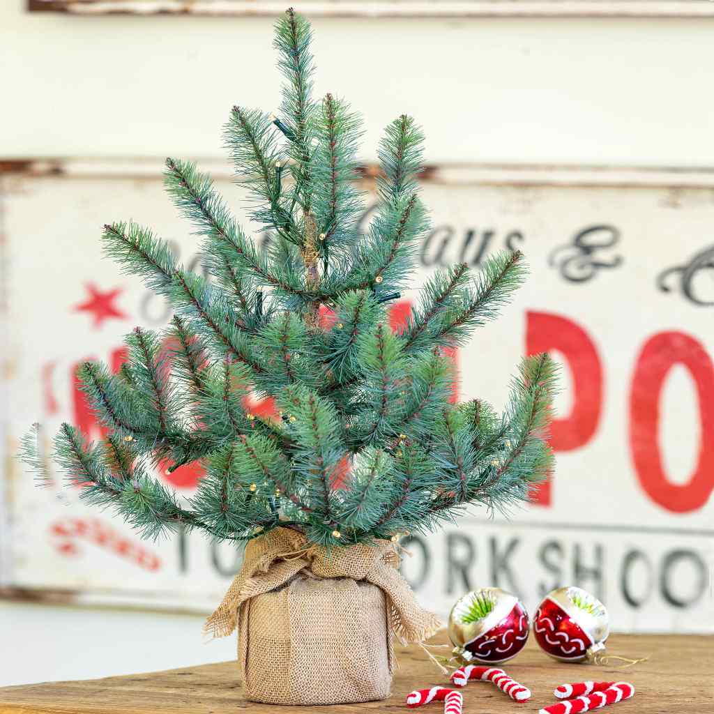 24" Burlap Wrapped Blue Spruce Seedling with LED Battery Lights Green